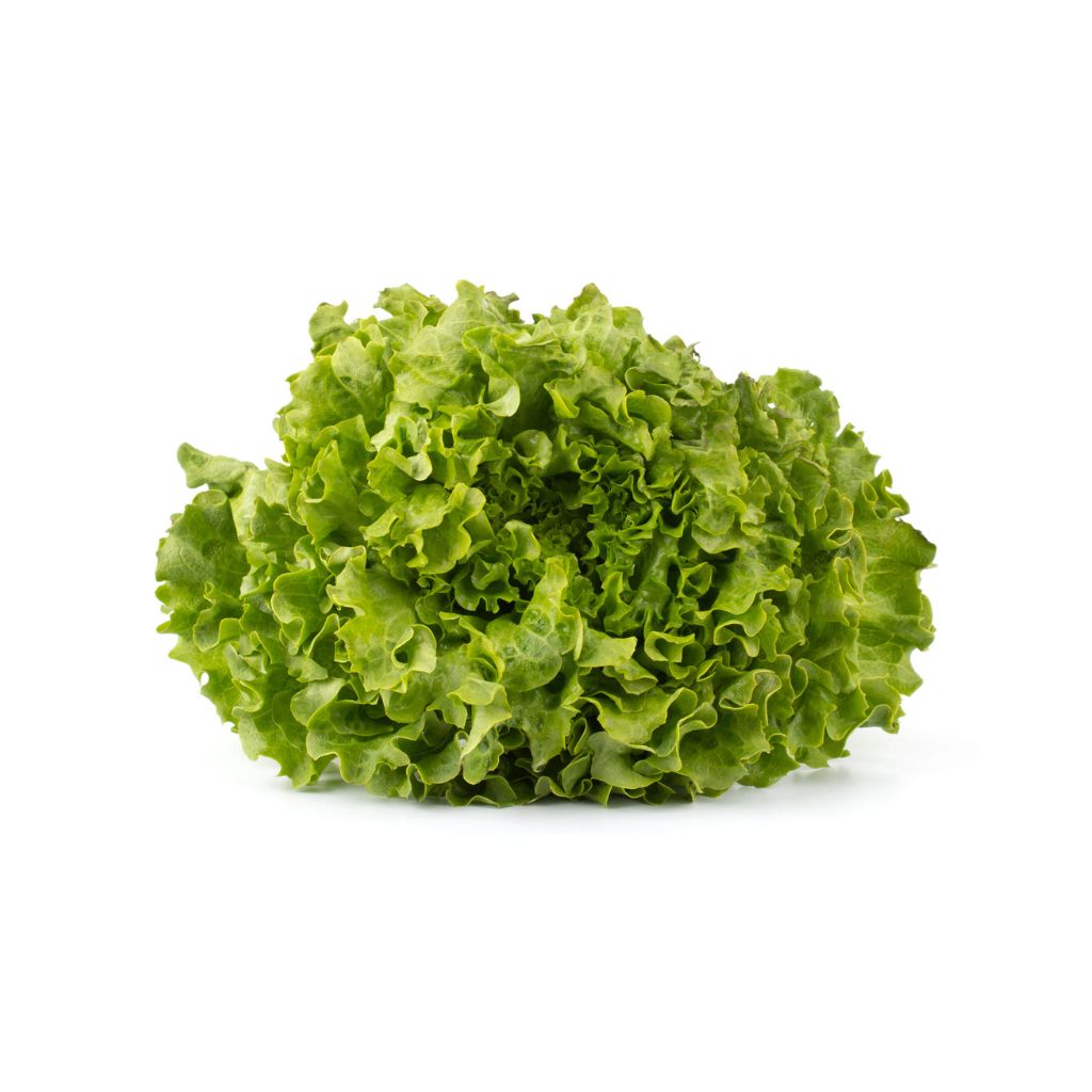 Lechuga